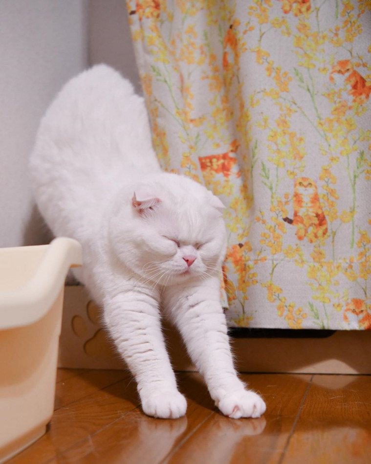 kucing gemas