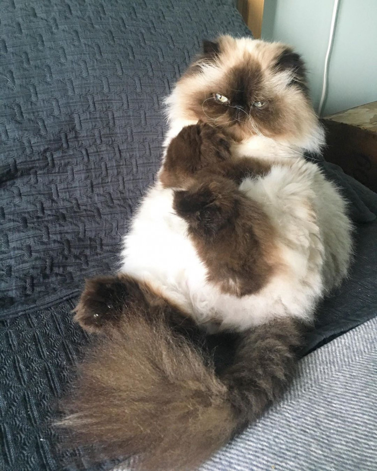 kucing gemas