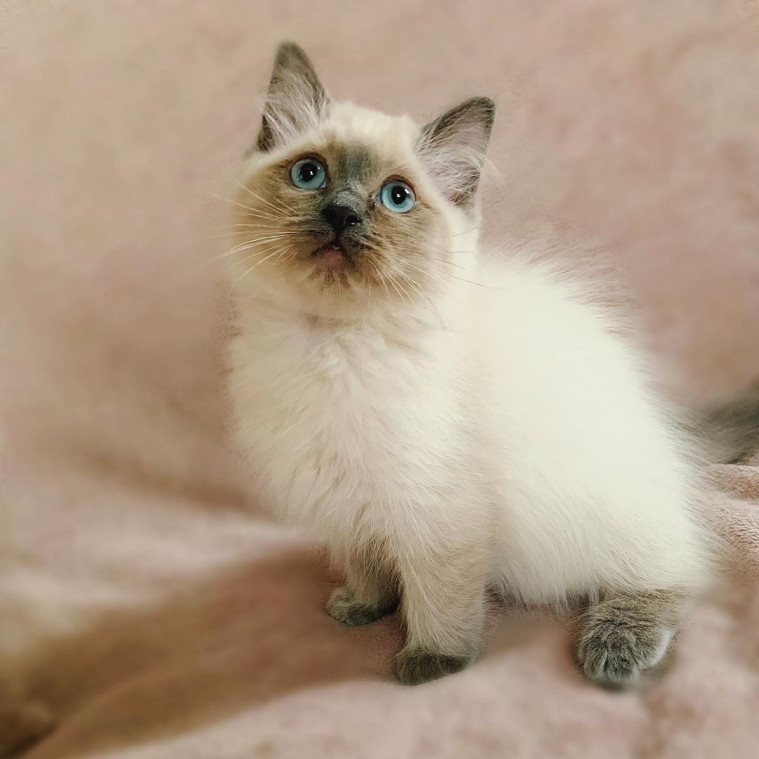 kucing gemas