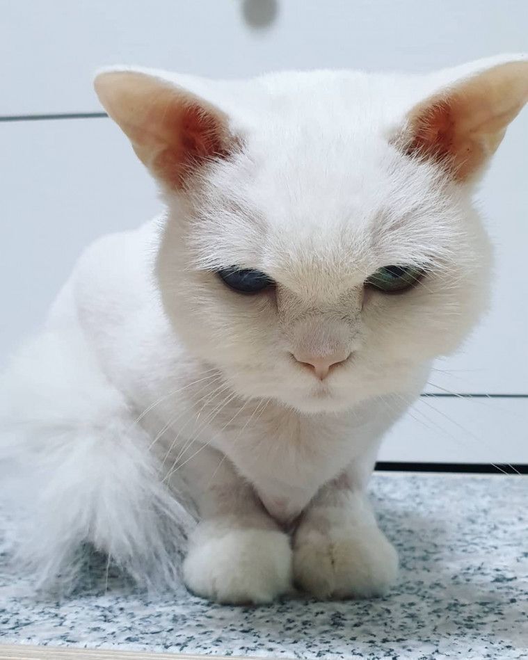 Rekomendasi Jenis Kucing Peliharaan