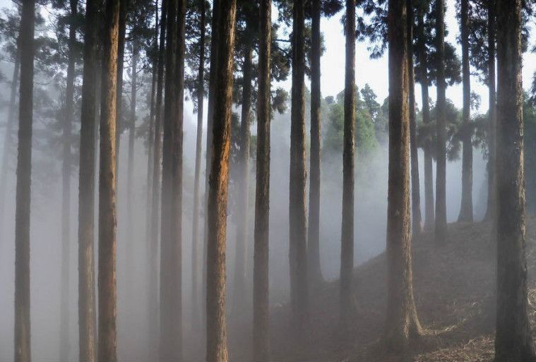 hutan terseram di dunia