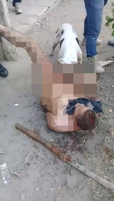 Ikut Main Hakim Sendiri, Seekor Anjing Gigit Alat Kelamin Pelaku Pemerkosa sampai Putus