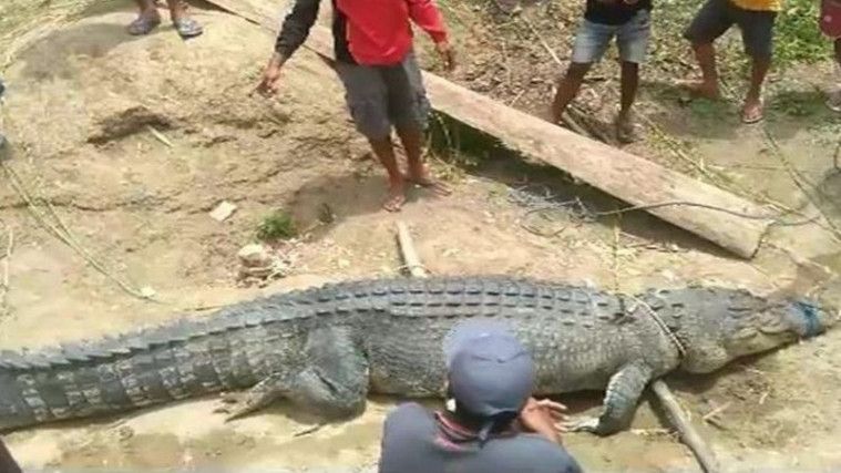 Warga Sulawesi Tenggara Tangkap Buaya Pemakan Manusia, Ada Beda Mengerikan di Perutnya!