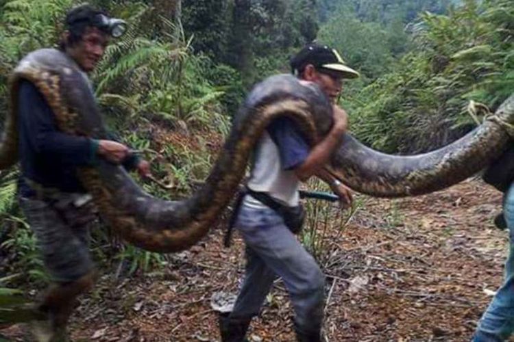 Kebakaran Hutan Kalimantan Berangus Ular Raksasa Piton Raja