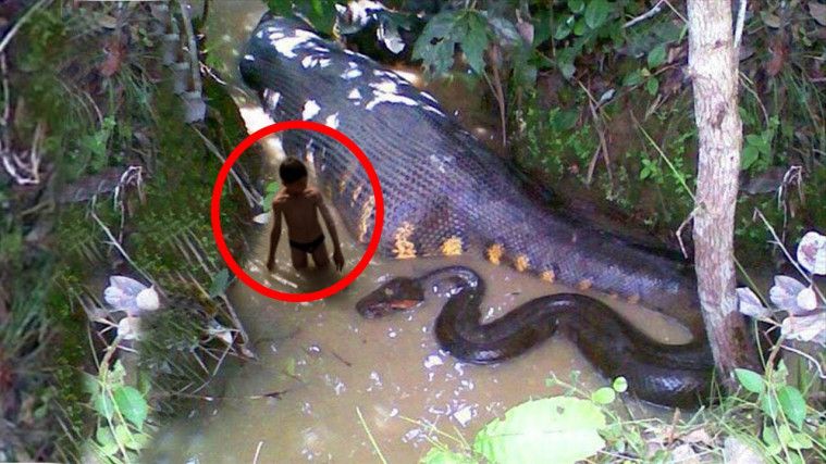 Viral Ular Langka Di Kalimantan Ikut Menjadi Korban Kebakaran Youtube