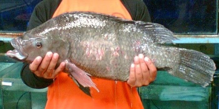 5 Fakta Menjijikkan Ikan Mujair yang Sering Kamu Makan - BuzzFeed