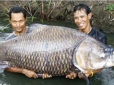 Ikan mujair