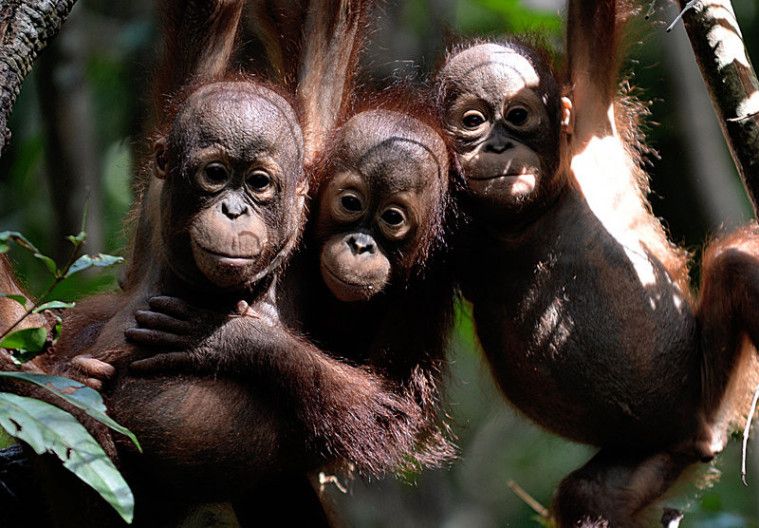 Miris! Kabut Asap Karhutla Tak Kunjung Reda, 37 Orangutan Terkena Ispa