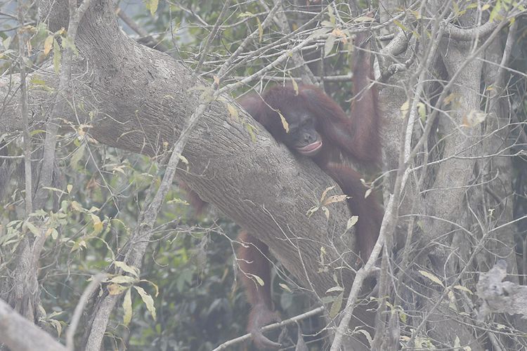 Miris! Kabut Asap Karhutla Tak Kunjung Reda, 37 Orangutan Terkena Ispa