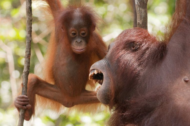 Miris! Kabut Asap Karhutla Tak Kunjung Reda, 37 Orangutan Terkena Ispa
