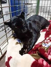 Macan kumbang di atap rumah