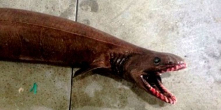 910 Hantu Ikan Hiu Gratis