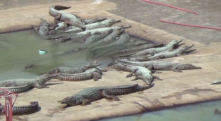 fakta kejam tas hermes