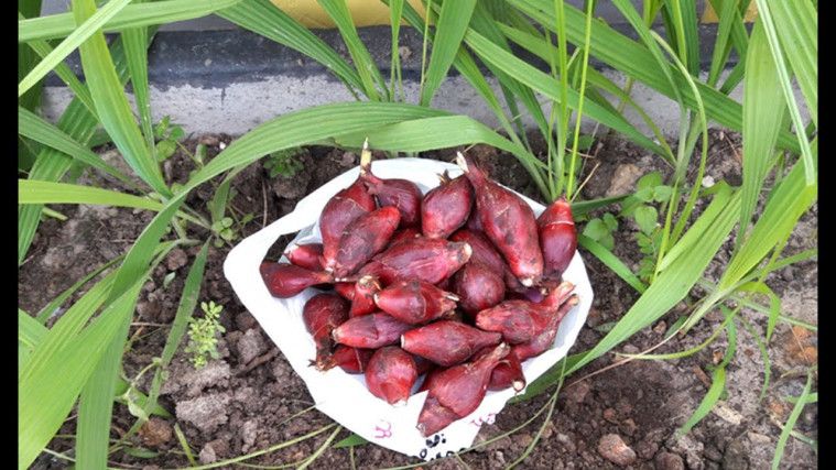 Khasiat Bawang Dayak Bagi Pria Dan Wanita