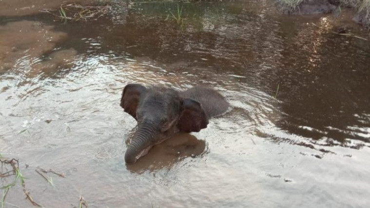 Anak gajah terkena jeratan