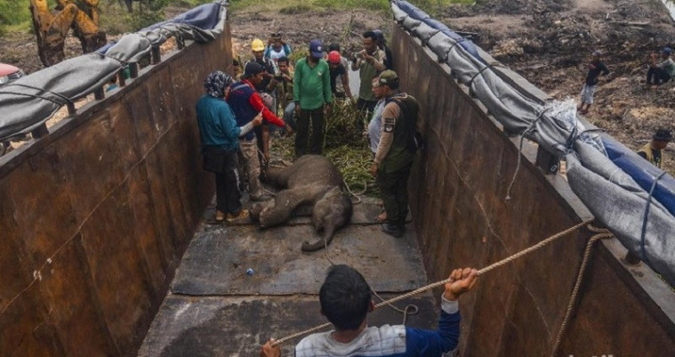 Anak gajah terkena jeratan