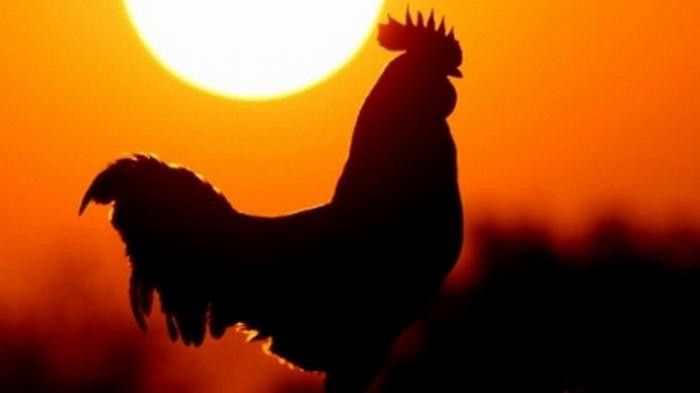 Pria di Bali Ditangkap usai Nekat Maling Ayam Satu Kandang, Netizen: Go Big or Go Home