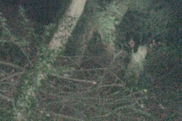 Penampakan hantu anak kecil di hutan