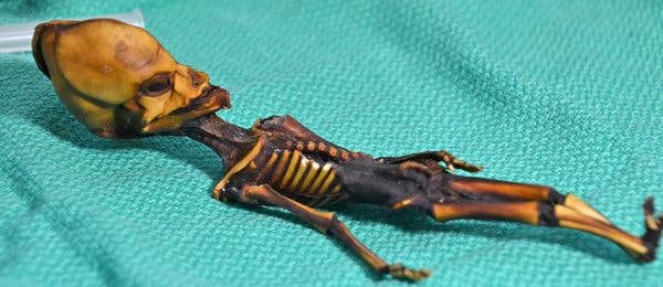 Kerangka bayi alien