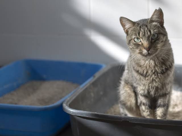 Cara Merawat Kucing yang Benar