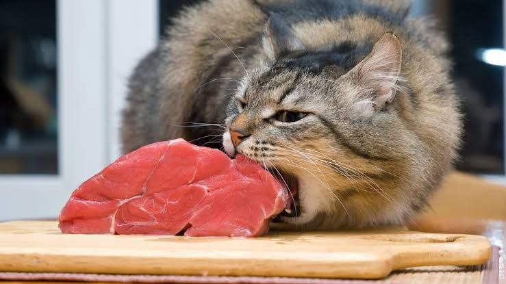 Cara Merawat Kucing yang Benar