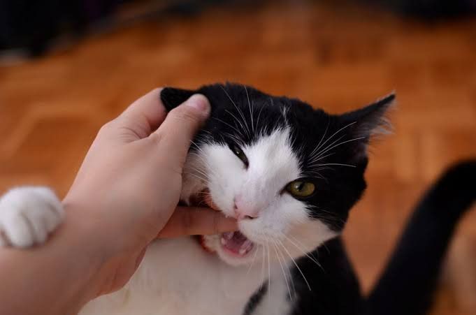 Cara Merawat Kucing yang Benar