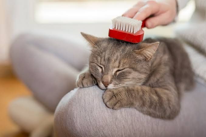 Cara Merawat Kucing yang Benar