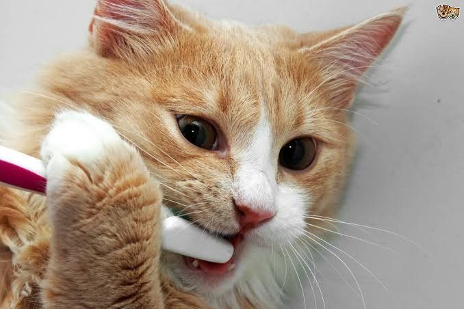 Cara Merawat Kucing yang Benar