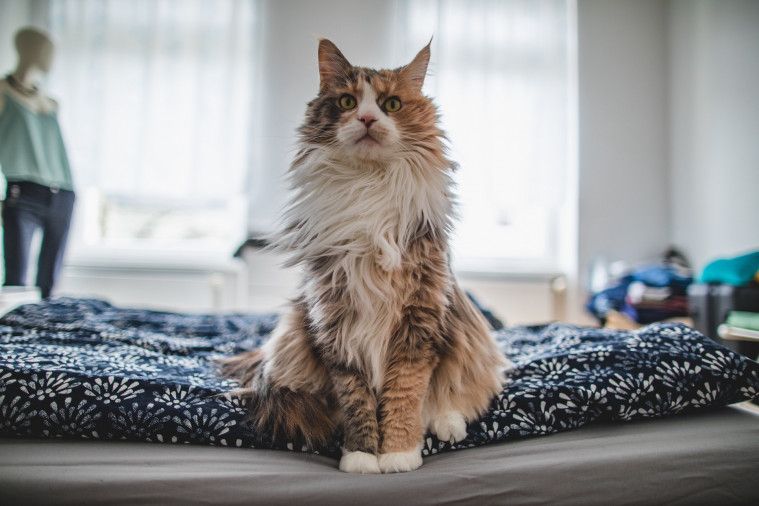 Cara Merawat Kucing yang Benar