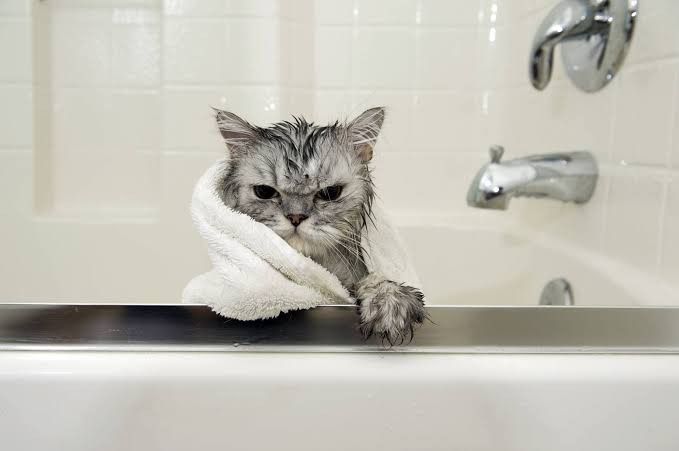 Cara Merawat Kucing yang Benar