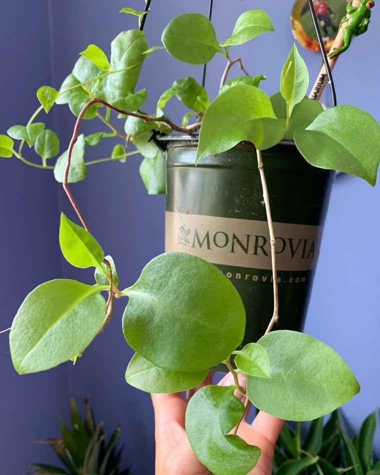 daun binahong