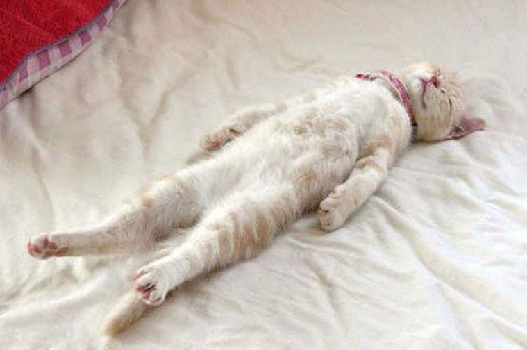 Kucing merupakan sobat rebahan