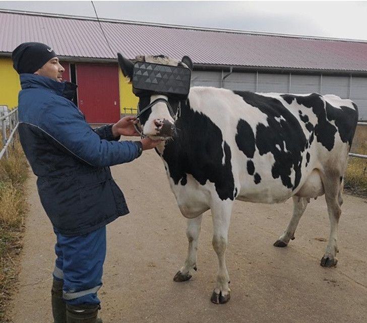 Kacamata VR untuk Sapi