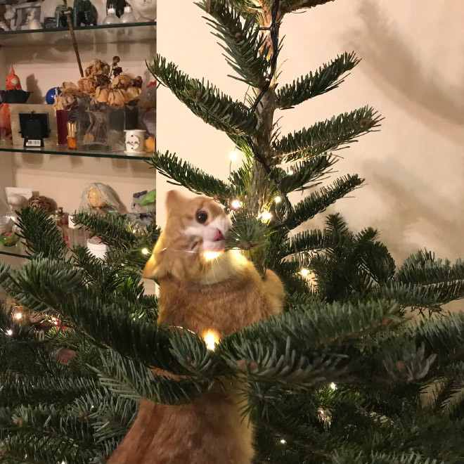 hewan peliharaan hancurkan pohon natal