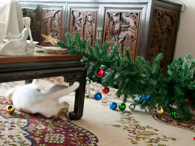 hewan peliharaan hancurkan pohon natal
