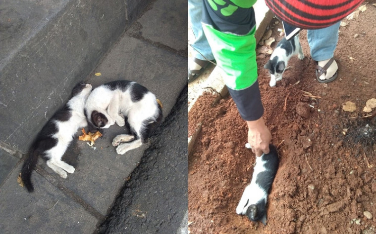 Kucing setia di sisi saudaranya yang mati