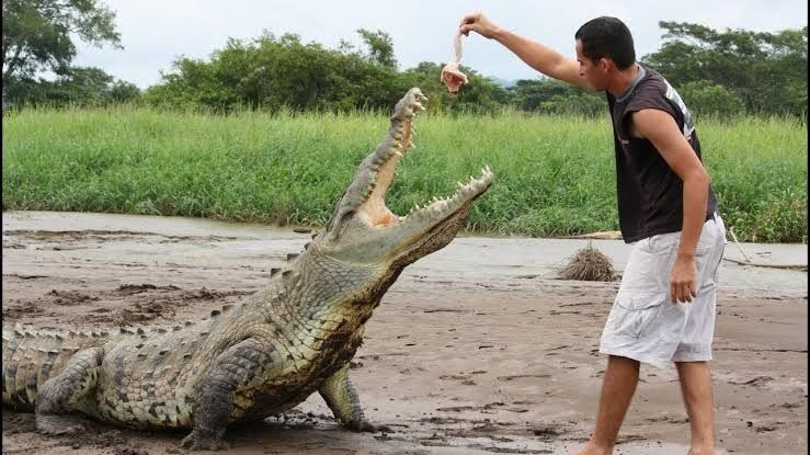 Ilustrasi memberi makan buaya