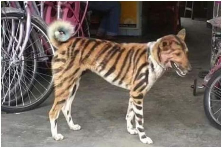 Anjing berbulu harimau ala India