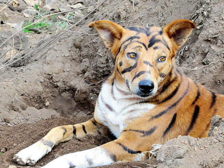 Tampang anjing berbulu harimau