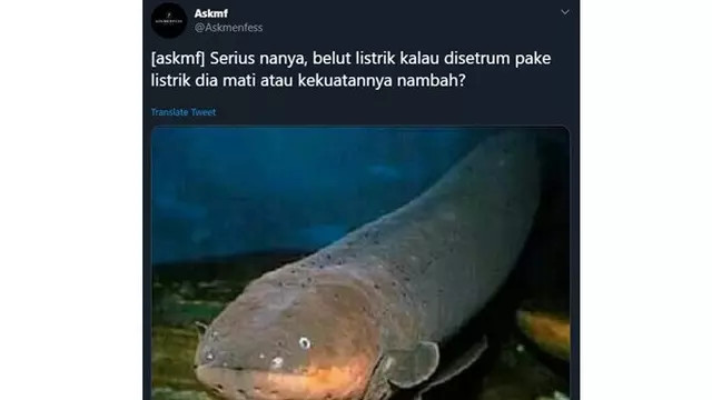 7 Pertanyaan Nyeleneh Tentang Belut Listrik ala Netizen Ini Bikin Mikir