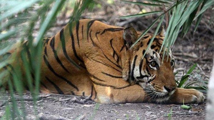 Ilustrasi harimau
