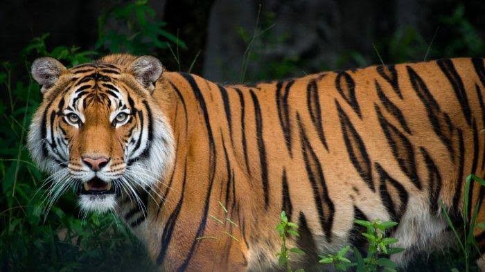 Ilustrasi harimau