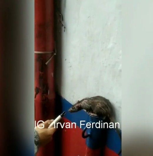 Mewawancarai tikus