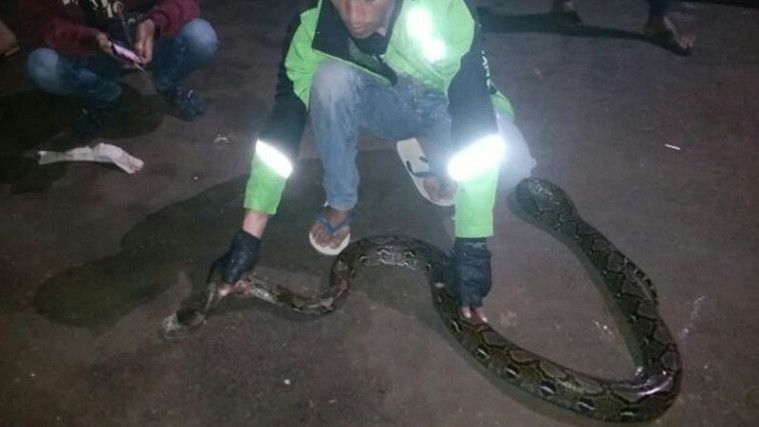 Tak Sadar Tiduri Ular Sepanjang 3,5 Meter, Wanita di Tangerang Ketakutan