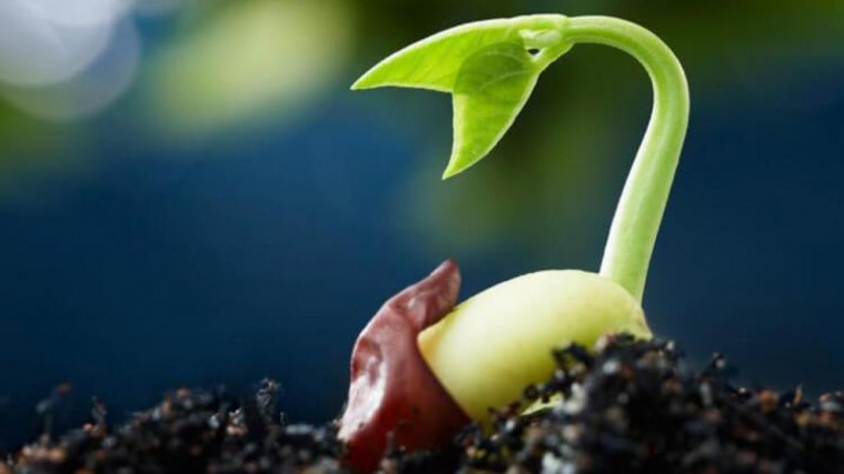 5 Cara Menanam Hidroponik Sayuran