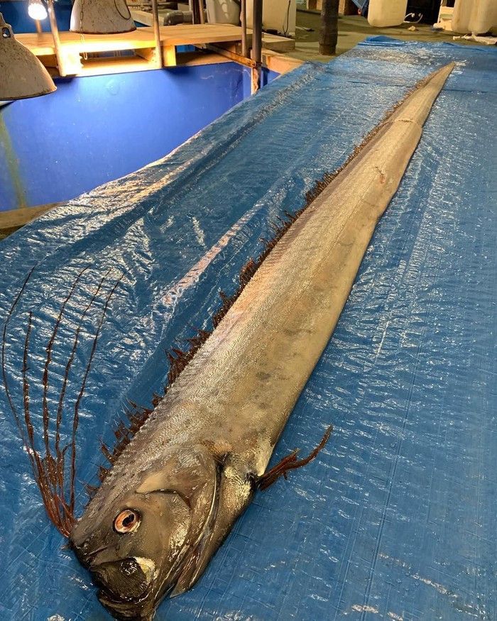 Oarfish pertanda gempa?