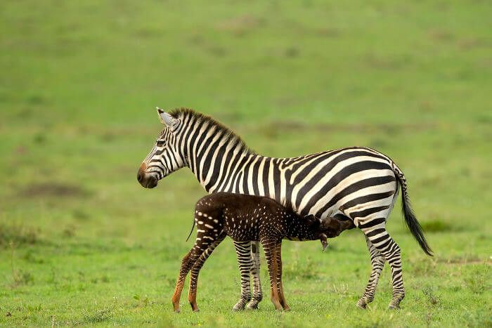 Lucu Bayi Zebra Ini Lahir Dengan Motif Polkadot