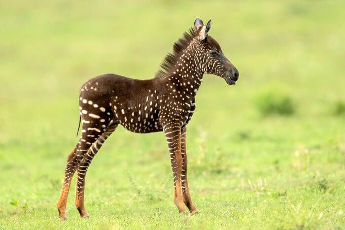 Lucu Bayi Zebra Ini Lahir Dengan Motif Polkadot