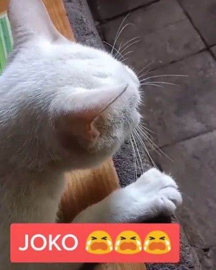 kucing ucapkan nama joko