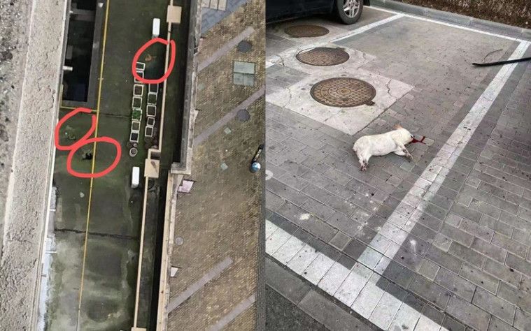 Hewan peliharaan dibunuh karena termakan hoax